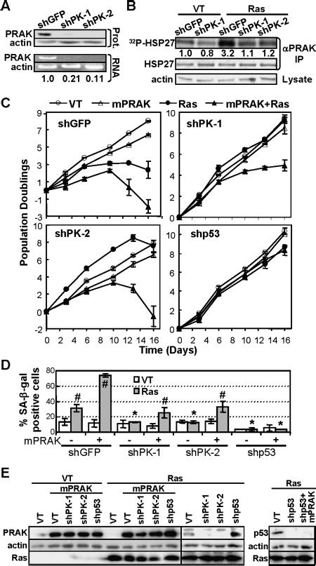 Prak Is Essential For Ras Induced Senescence And Tumor Suppression Cell