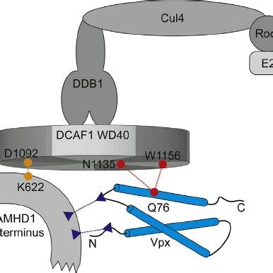 The WD40 Domain Of DCAF1 Is Necessary For Interaction With DDB1 A