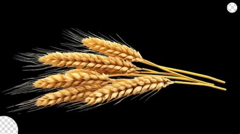 Premium Psd Wheat Ears Png Transparent