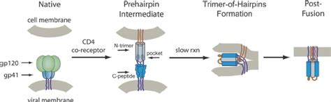 Hiv Entry Pathway Upon Cellular Receptor Recognition Gp120 And Gp41