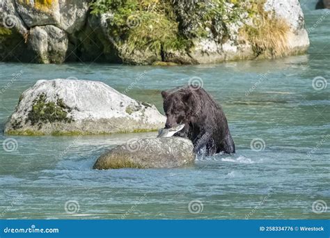 Grizzly Eating Salmon in Alaska Stock Photo - Image of claw, drops ...