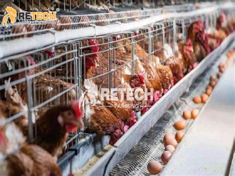 A Step By Step Poultry Farming Business Plan Retech Farming