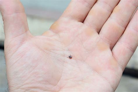 How To Get Rid Of Ticks In Your House