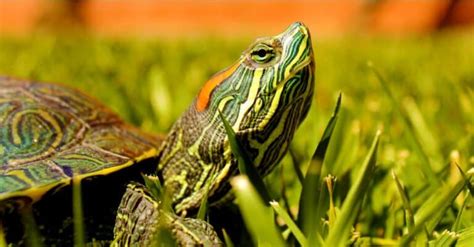 Red Eared Slider Pictures Az Animals