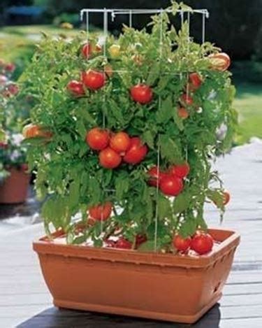 Pomodori Sul Balcone Orto In Balcone