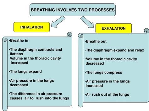 Inhalation And Exhalation Diagram Class 7