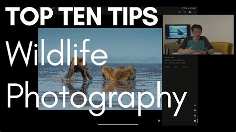 Top Ten Tips To Make Your Wildlife Photography More Impactful Youtube