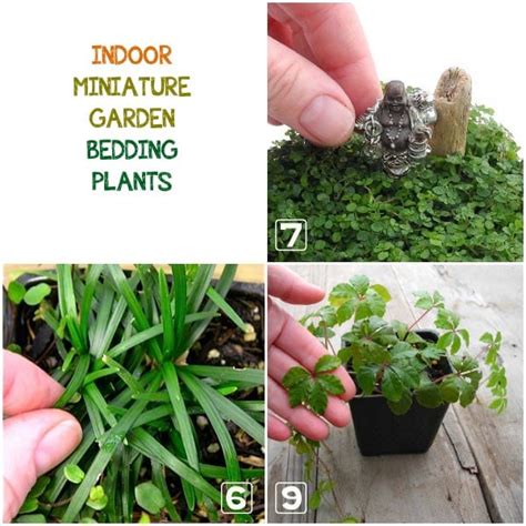 Best Living Plants For Miniature Gardens Resource Guide 2024