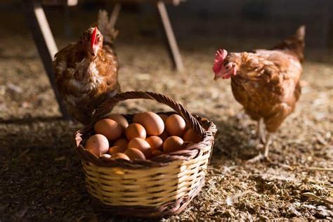 Do Chickens Need Light At Night To Lay Eggs [and Do Chicks] Outdoor Happens Homestead