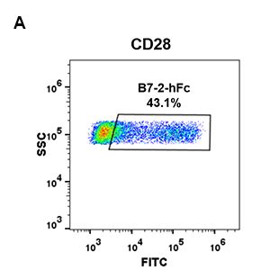 Human B7 2 Protein hFc Tag 专注肿瘤免疫