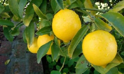 Panduan Lengkap Cara Menanam Dan Merawat Jeruk Lemon Amerika Bagi Pemula