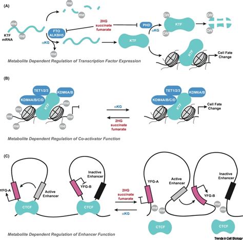 Metabolic Coordination of Cell Fate by α Ketoglutarate Dependent