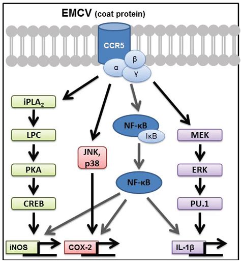 Biomolecules Free Full Text Macrophage Expression Of Inflammatory