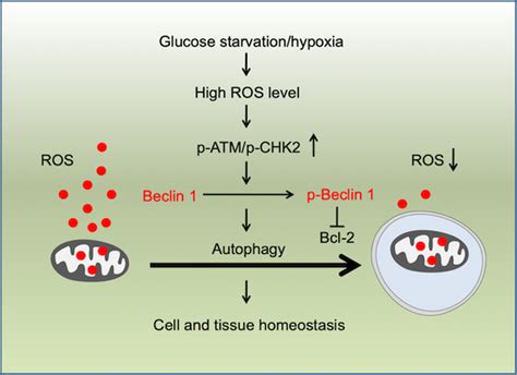 Atmchk Beclin Axis Promotes Autophagy To Maintain Ros Homeostasis