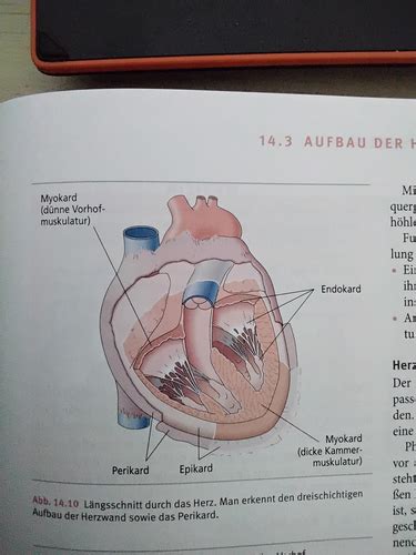 23 09 2022 Aufbau Der Herzwand Herzbeutel Flashcards Quizlet