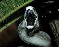 Nile River Snakes - Ancient Egypt-animals of the Nile