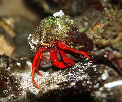 Scarlet Reef Hermit Crab Fragbox Corals