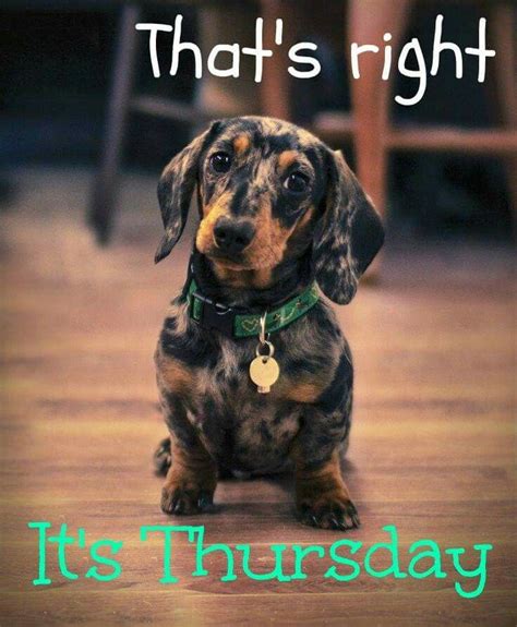 Its Thursday Dachshund Weekdays Pinterest