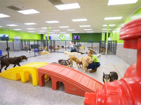 Dog Daycare Market Is Gaining Huge Growth In Upcoming Years