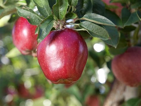 Premium Photo A Red Apple Hangs From A Tree With Green Leaves