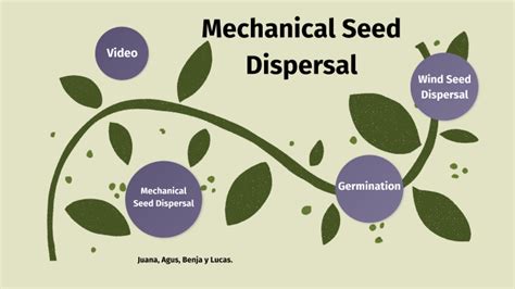 Mechanical Seed Dispersal By Agustina Rivero Segura On Prezi