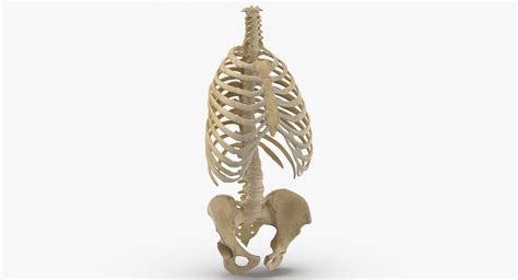 3d Real Human Rib Cage Model Turbosquid 1641247