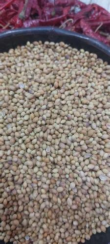 Grade Green Medium Natural Coriander Seeds Dhaniya Packaging Type PP