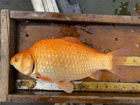 Fisherman Nets Giant Goldfish