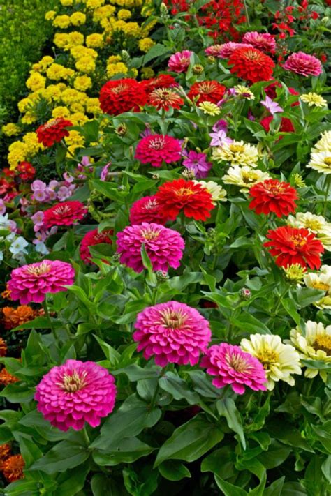 Why To Plant Zinnias In A Vegetable Garden How To Help Your Garden