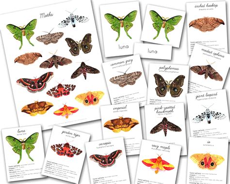 British Day Flying Moths Identification Guide FSC Moths Guide | ubicaciondepersonas.cdmx.gob.mx