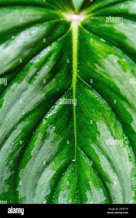 Caladium Plant In The Amazonian Rainforest Perú Stock Photo Alamy