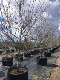 Salix caprea Stångby Plantskola