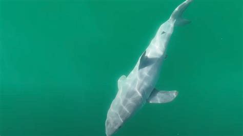 YouTuber Captures Birth Of Great White Shark On Film For First Time