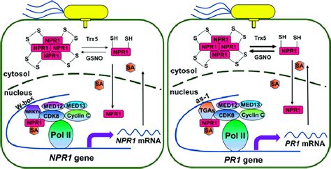 Schematic Model Of The Roles Of Npr1 And Cdk8 In The Transcriptional Download Scientific