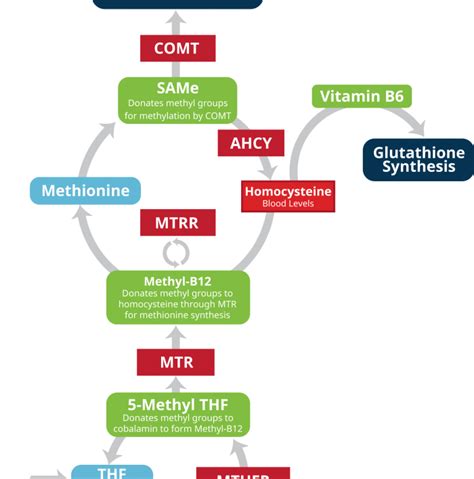 Genetic SNP Testing MTHFR MTR MTRR COMT Homocysteine Dr Hagmeyer