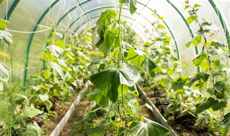 How Do You Grow Cucumbers In A Greenhouse A Step By Step Guide For