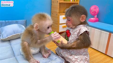 Bibi Helps Dad Take Care Of Baby Monkey Obi And Friends Youtube