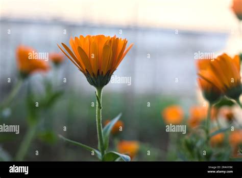 Orange African Daisies In Bloom Seen Up Close Stock Photo Alamy