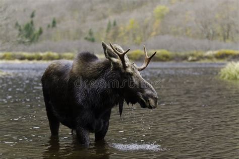 Wildlife male moose stock photo. Image of wilderness - 16583180