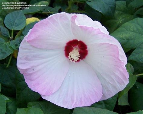 Plantfiles Pictures Hardy Hibiscus Rose Mallow Swamp Mallow Luna Blush Hibiscus Moscheutos