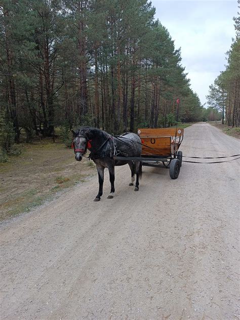 Sprzedam Kuca Ogierka Mierzyn Olx Pl