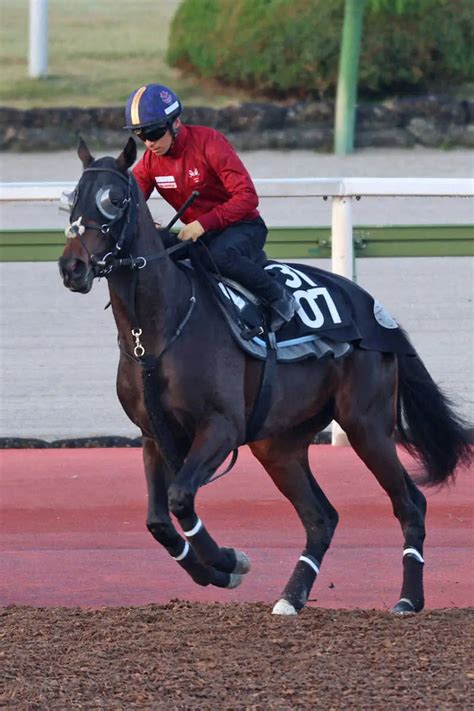 【京都2歳s】注目のキズナ産駒エリキング 無傷3連勝へ“大物感漂う” スポニチ競馬web