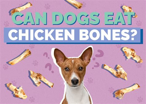 Can Dogs Eat Chicken Bones Vet Reviewed Pros And Cons Hepper