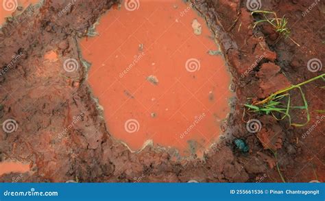 Dung Beetle On The Ground In African Savanna Stock Footage Video Of