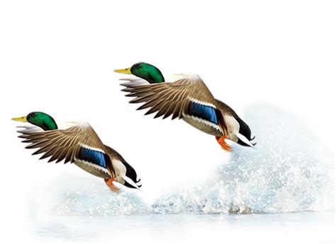 Mallard Duck Flight Bird - Flying Duck png download - 1251*911 - Free ...