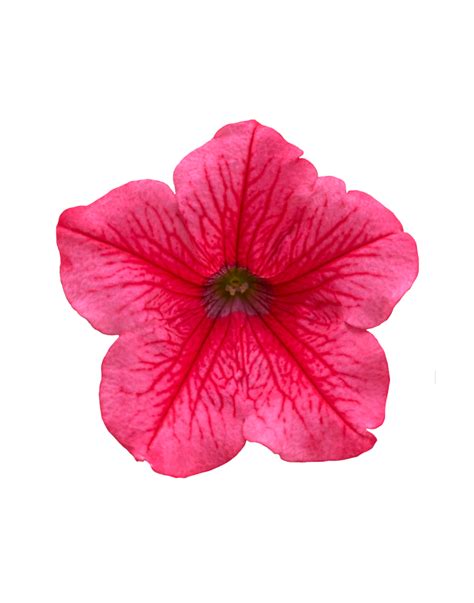 Surfinia Trailing Hot Pink Cherry No 1 Original Trailing Petunia