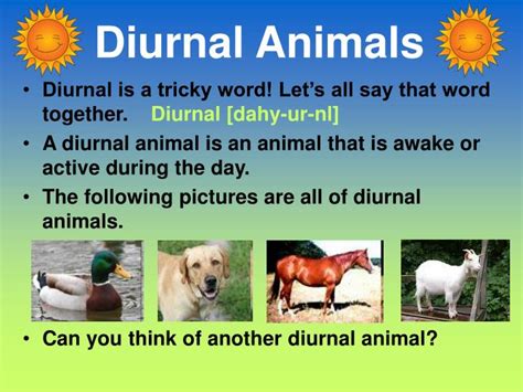 PPT - Diurnal and Nocturnal Animals PowerPoint Presentation - ID:153367