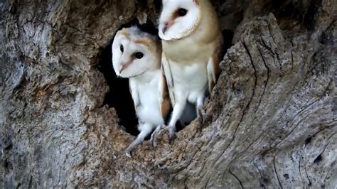 Cute Baby Barn Owl Love Discover Wildlife Robert E Fuller Youtube