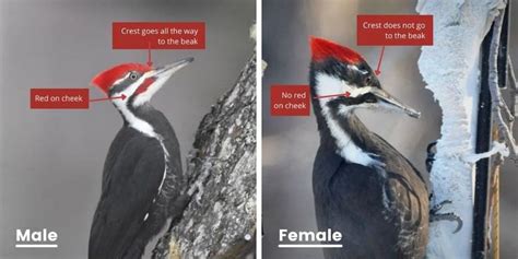 Easy Ways To Tell The Male And Female Pileated Woodpeckers Apart