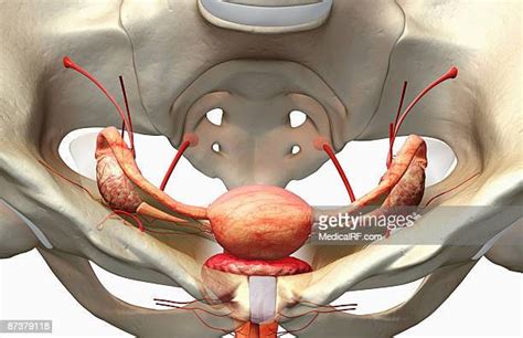 Female And Female Reproductive System Stock Fotos Und Bilder Getty Images